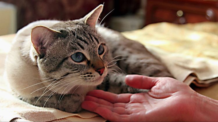 Красивый кот