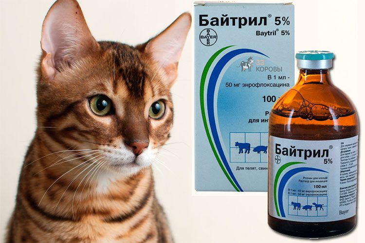 Байтрил для кошек